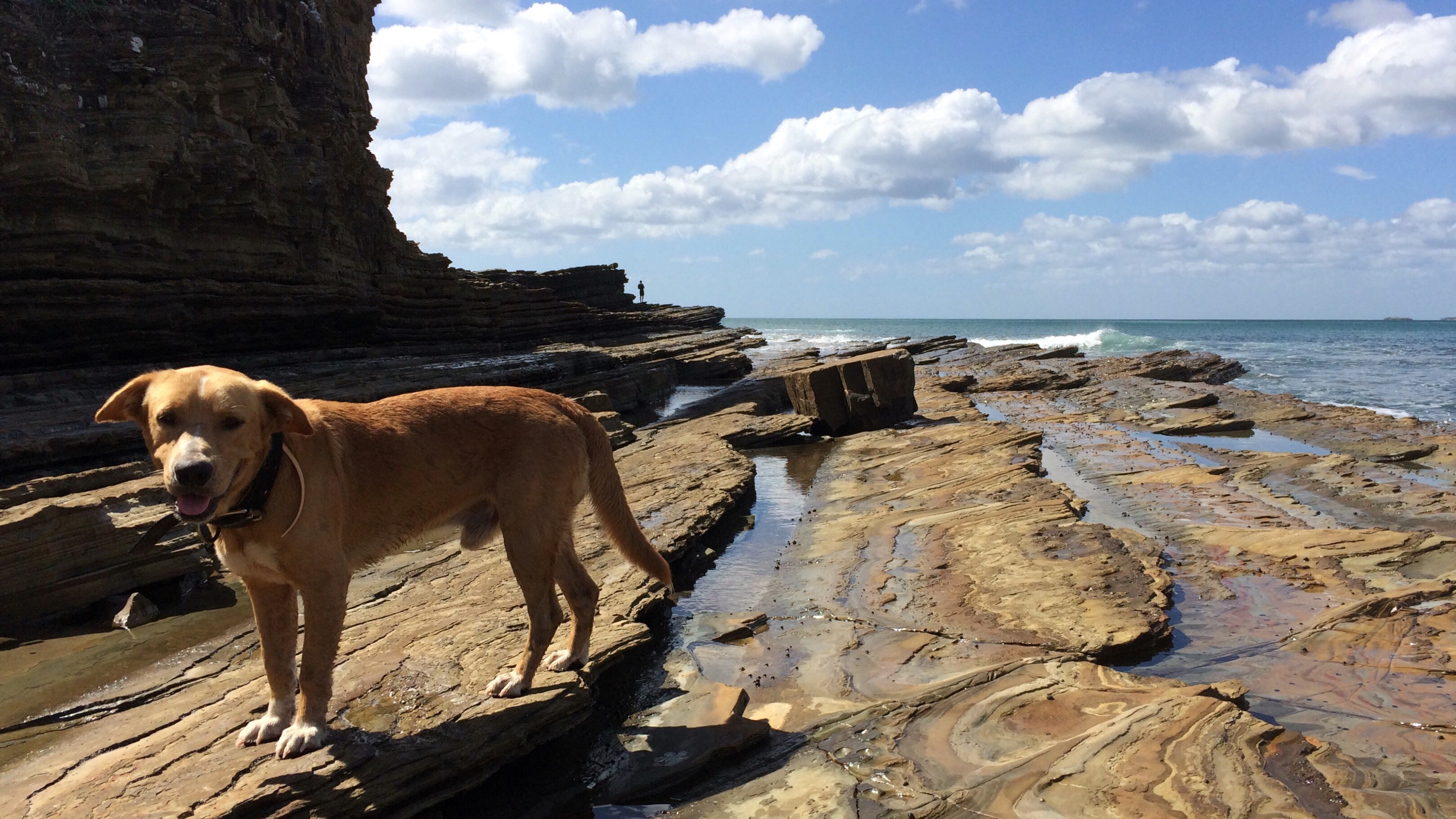 Buddy the wonder dog.